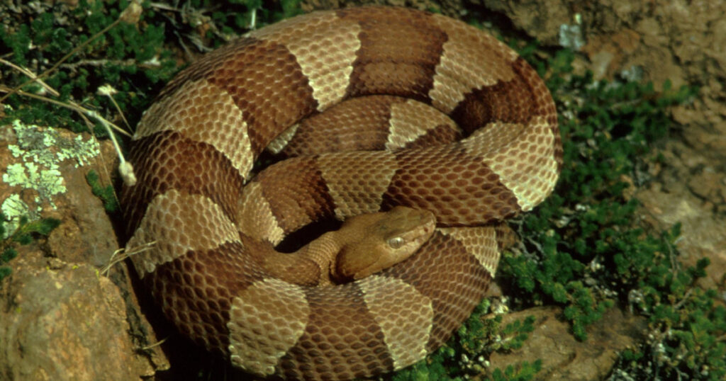 Copperhead