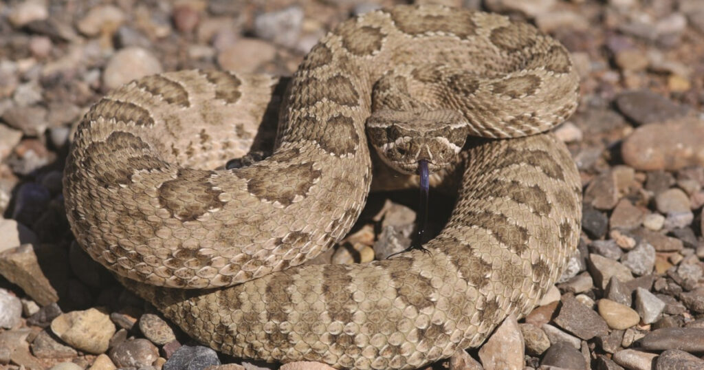 Copperhead snake