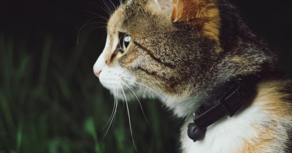 cat with bell collar