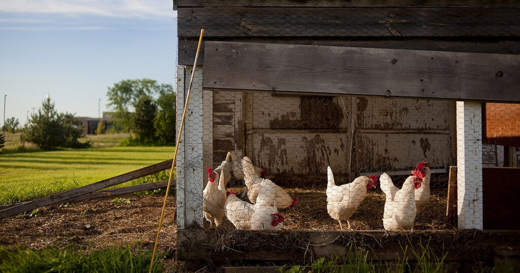 chicken coop