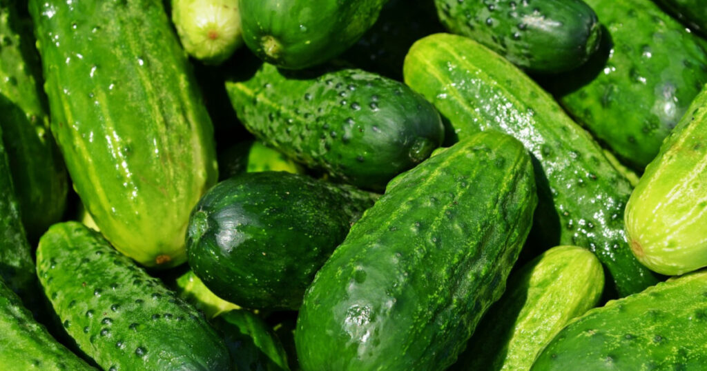 cucumber