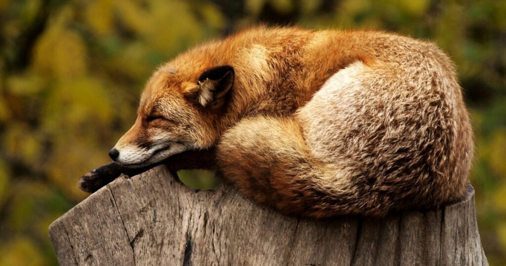 fox