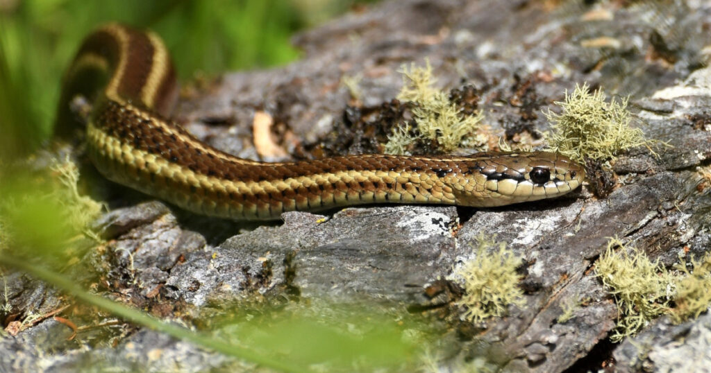 garter snake