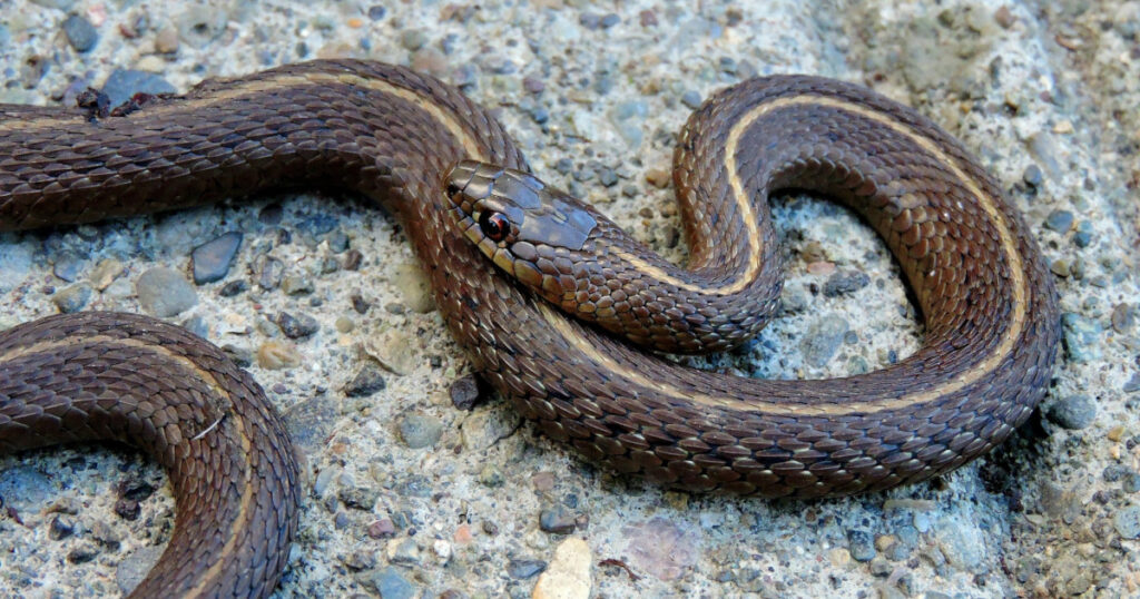 garter snake on the ground