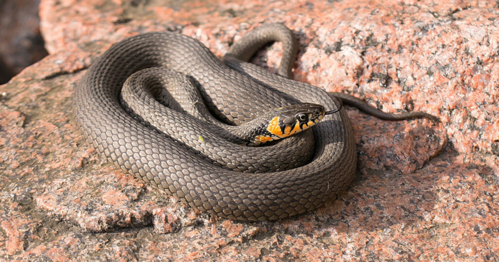 Stay alert and keep your distance from dangerous brown snakes.