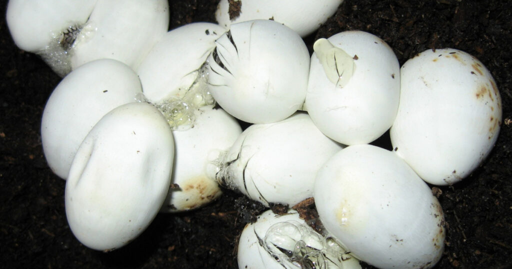 snake eggs