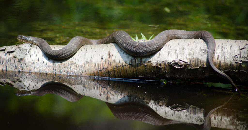 A snake near water