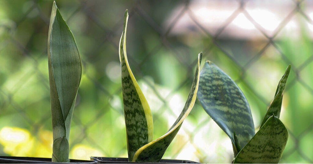 snake plant