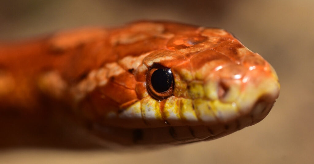 snake close up