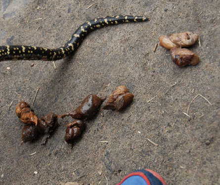 When nature calls, even snakes leave their mark. It's some snake poop!