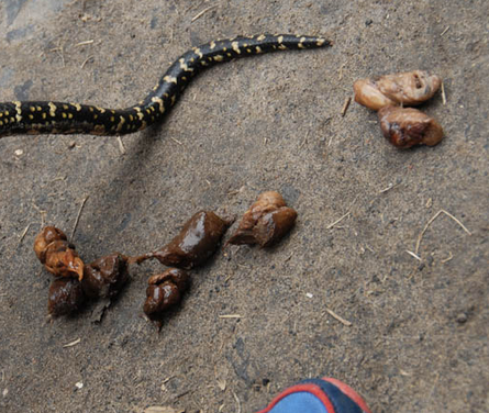 What Does Snake Poop Look Like? - The Most Powerful Snake Repellers